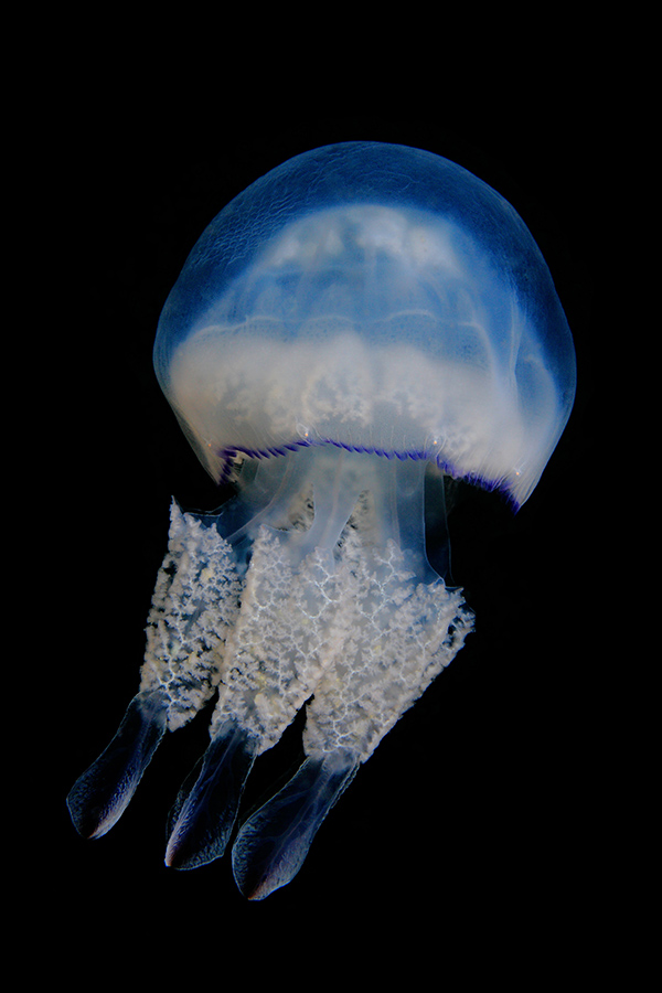 Photographie d'illustration méduse rhizostome Bretagne - Frédéric LECHAT, photographe d'illustration sous-marine.