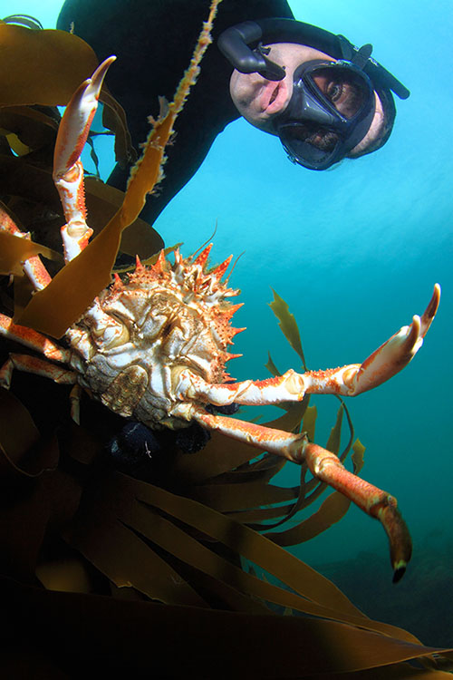 Photographie sous-marine d'illustration : plongeur en apnée et pêche sous-marine - Frédéric LECHAT, photographe subaquatique professionnel Bretagne.