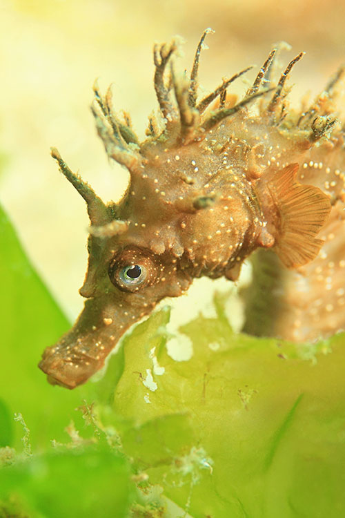 Illustration faune sous-marine : hippocampe Bretagne - Frédéric LECHAT, photographe subaquatique.
