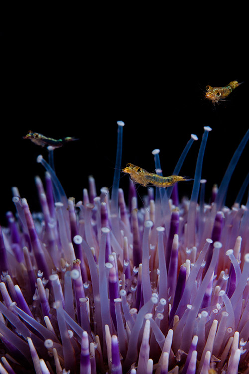 Photographie sous-marine d'illustration : biodiversité Bretagne, oursins et crevettes mysidacés - Frédéric LECHAT, photographe professionnel.